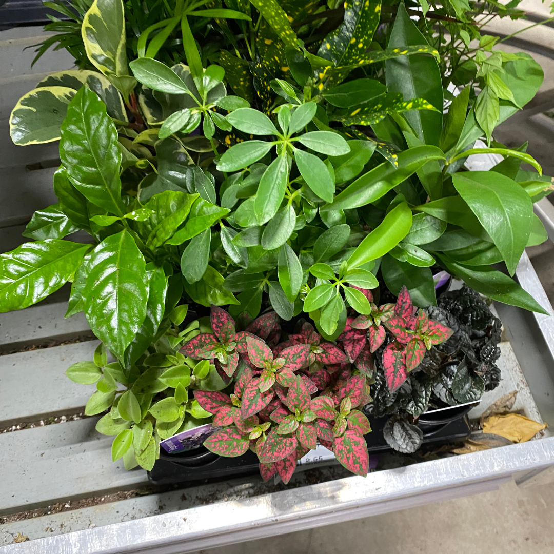 Houseplant Tropical Bundle Assorted