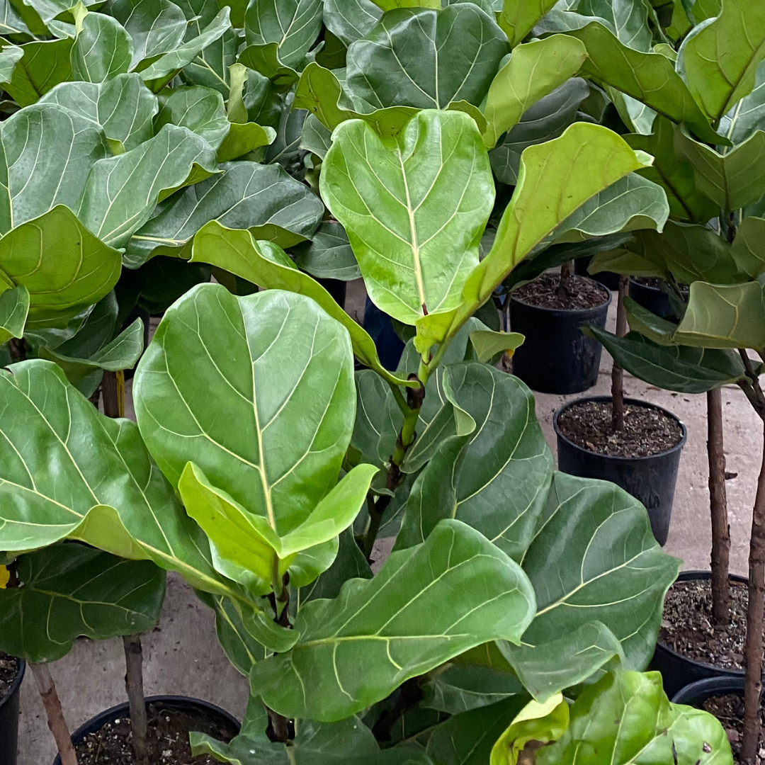 Ficus Lyrata Column Fiddle Leaf Fig 'Celine'