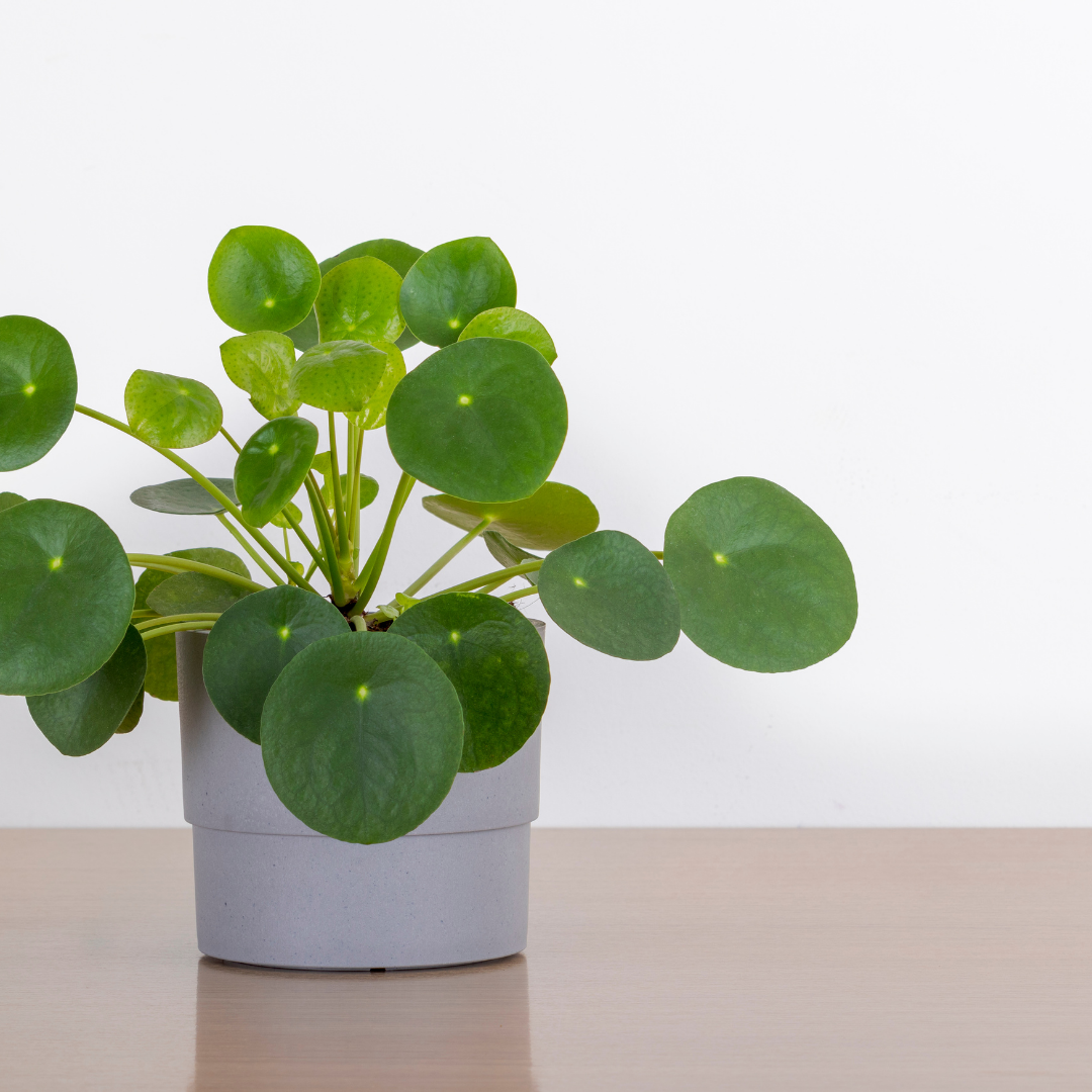 Pilea Plant 'Lucky'