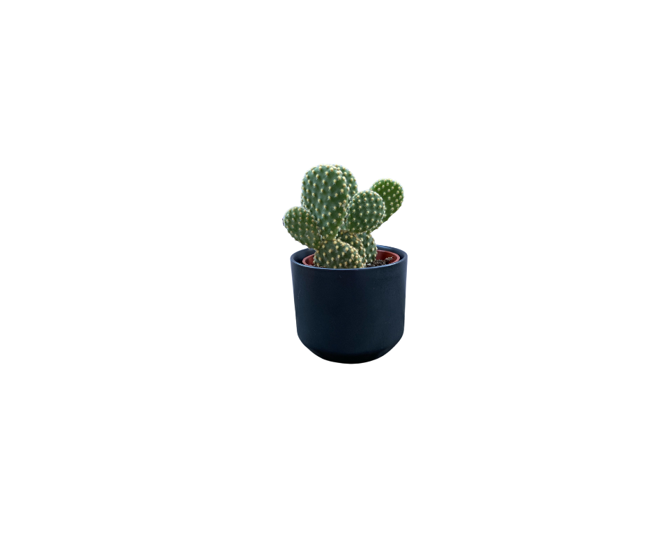 Cactus Black Plant Pot - Plant pot - shop plants - houseplants - plants - delivery - toronto - GTA - ontario  - easy care - shop plant delivery ontario - online plant shop  - succulents - pots and plants 