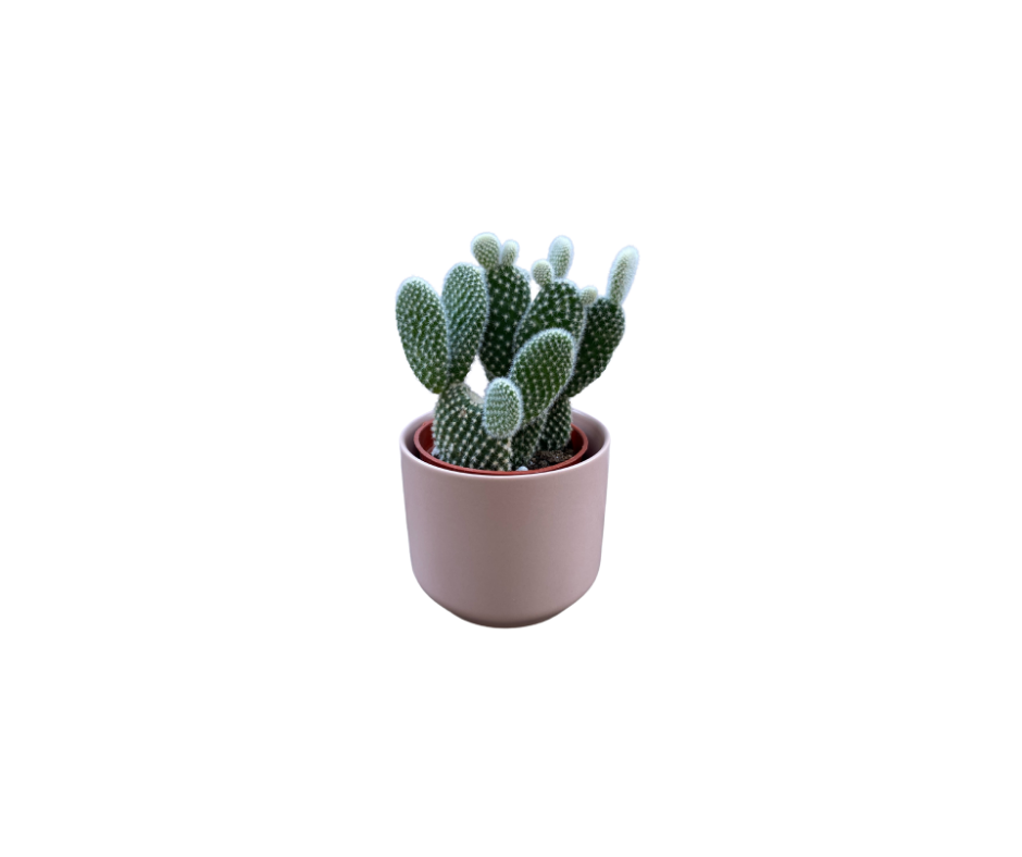 Cactus pot -Plant pot - shop plants - houseplants - plants - delivery - toronto - GTA - ontario  - easy care - shop plant delivery ontario - online plant shop  - succulents - pots and plants 